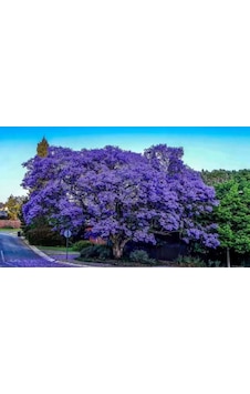 Saksılı Jacaranda (Jakaranda) Ağacı Fidanı (100-150 cm)