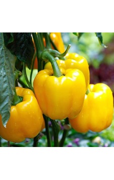 Sarı Dolma Biber Tohumu 10 Gr Paket 1 Paket Sarı Dolma Biber Tohumu 10 Gr Paket 1 Paket