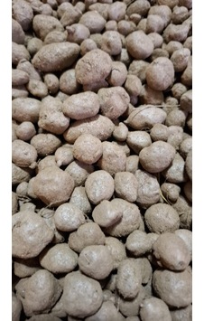 Atakum Salep 10 Adet Salep Yumrusu Tohumu Atakum Salep 10 Adet Salep Yumrusu Tohumu
