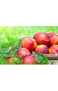 Taze Nektarin - Şeftali 1 Kg Taze Nektarin - Şeftali 1 Kg