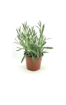 Orkide Moru Lavanta Fidesi Fidanı 10-20 Cm Orkide Moru Lavanta Fidesi Fidanı 10-20 Cm