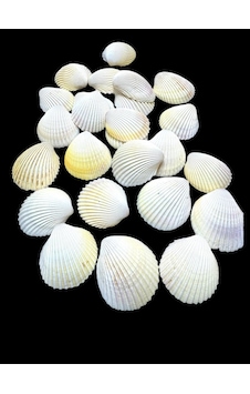 Deniz Kabukları 100 Gr No-13-arcarca