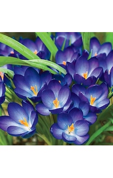 Whitewell Purple Mor Çiğdem Soğanı 5 Adet Whitewell Purple Mor Çiğdem Soğanı 5 Adet