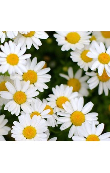 Papatya Tohumu Yerli Anthemis Nobilis L 100 Adet N114583 Papatya Tohumu Yerli Anthemis Nobilis L 100 Adet N114583