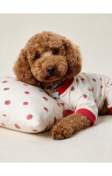 Tatlı Çilek Köpek Uyku Takımı Pamuklu Penye Köpek Tulumu Ve Mini Yastık Küçük Irklar İçin Tüy Dökülmesini Azaltır Tatlı Çilek Köpek Uyku Takımı Pamuklu Penye Köpek Tulumu Ve Mini Yastık Küçük Irklar İçin Tüy Dökülmesini Azaltır