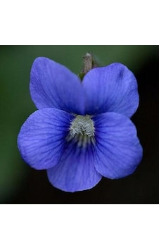 Cornuta Blue Perfection Menekşe Çiçeği Tohumu 100 Tohum