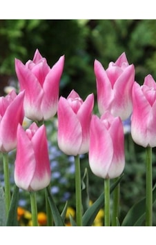 Lale Soğanı Bolroyal Pink 3 Adet Lale Soğanı Bolroyal Pink 3 Adet
