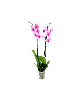 Phalaenopsis Orkide , Çift Dallı Orkide 60-80cm Arası Boyunda, Pembe - 48357827 Phalaenopsis Orkide , Çift Dallı Orkide 60-80cm Arası Boyunda, Pembe - 48357827