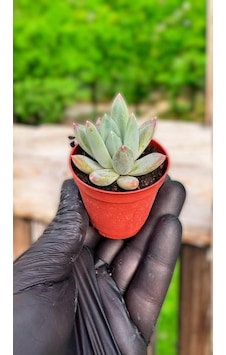 Echeveria Perle Sukulent
