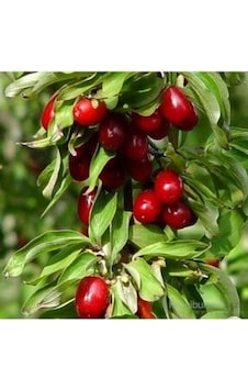 Kızılcık Ergen Fidanı Tüplü \ 30-50 Cm Kızılcık Ergen Fidanı Tüplü \ 30-50 Cm