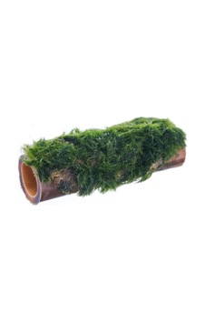 Marimo Moss Bambu Canlı Bitki Marimo Moss Bambu Canlı Bitki