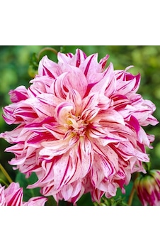 İri Xxl Çiçekli Bristol Stripe Dahlia Yıldız Çiçeği Soğanı Yumrusu 1 Adet İri Xxl Çiçekli Bristol Stripe Dahlia Yıldız Çiçeği Soğanı Yumrusu 1 Adet