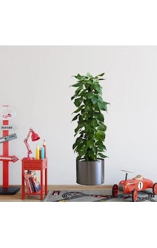 Yapışkanlı Saksılı Bitki Sticker 90x30 Cm Dekorasyon Yapışkanlı Saksılı Bitki Sticker 90x30 Cm Dekorasyon