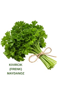 Kıvırcık Frenk Maydanoz Tohumu 20 Gr. 20 Gr. Kıvırcık Frenk Maydanoz Tohumu 20 Gr. 20 Gr.