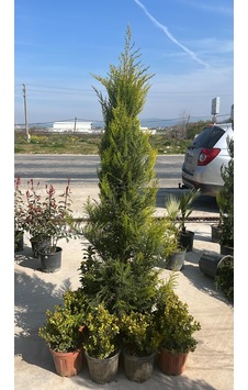 Limoni Servi Ağacı - Cupressus Macrocarpa 'goldcrest' Limoni Servi Ağacı - Cupressus Macrocarpa 'goldcrest'