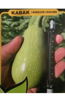 Birecik Dolmalık Kabak Tohumu 20 Adet Birecik Dolmalık Kabak Tohumu 20 Adet
