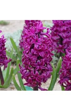 Hyacinthus Woodstock Sümbül Soğanı 3 Adet Hyacinthus Woodstock Sümbül Soğanı 3 Adet