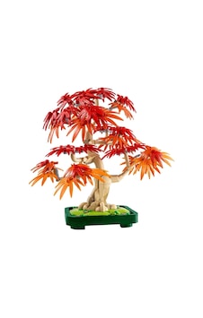 Botanicals Japon Kırmızı Akçaağaç Bonsai Ağacı 10348