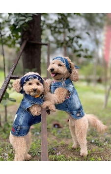 Salya Store Tickle Me Jeans Yazlık Köpek Kot Ceket Küçük Irklar