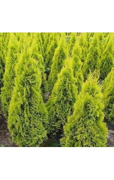TÜPLÜ ÇİT MAZİ FİDANI YAŞ 2 BOY 60-80cm
