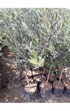Gemlik Trilye Zeytin Fidanı