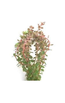 Atakanpetshop Rotala Rotundifolia Reddish Vietnam Saksı Canlı Bitki Atakanpetshop Rotala Rotundifolia Reddish Vietnam Saksı Canlı Bitki