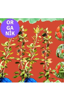 Organik Goji Berry Fidanı Kurtüzümü 4 Adet- Sarmaşık Türü Organik Goji Berry Fidanı Kurtüzümü 4 Adet- Sarmaşık Türü