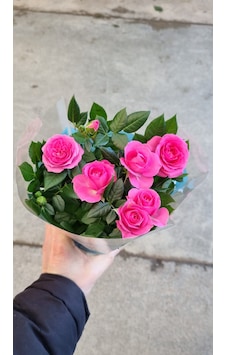Rosa Gül Pembe Rosa Gül Pembe