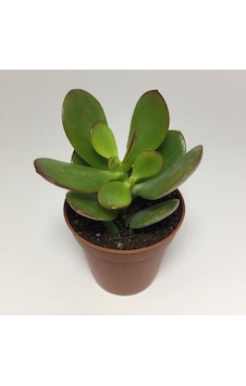 Thebestonline Para Ağacı Çiçeği Yeşim Bitkisi Mini Crassula Ovata Thebestonline Para Ağacı Çiçeği Yeşim Bitkisi Mini Crassula Ovata