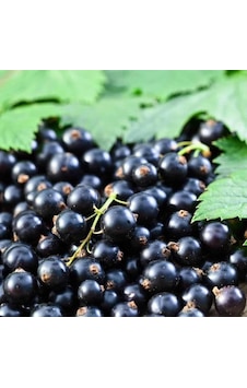 Tüplü İri Meyveli Booskop Giant Frenk Üzümü Fidanı Tüplü İri Meyveli Booskop Giant Frenk Üzümü Fidanı