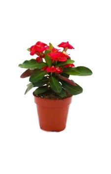 Euphorbia Milli Dikenler Tacı Kırmızı Renk 10-20 Cm