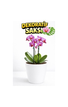 Dekoratif Orkide Dış Saksısı Beyaz Hava Alan Ve Zarif Tasarımlı Saksı İç Mekan Kullanımına Uygun Dekoratif Orkide Dış Saksısı Beyaz Hava Alan Ve Zarif Tasarımlı Saksı İç Mekan Kullanımına Uygun