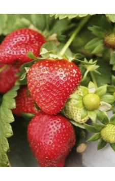 Rüzgarbotanik Çilek Fragaria Festival Fidesi 10Adet Rüzgarbotanik Çilek Fragaria Festival Fidesi 10Adet