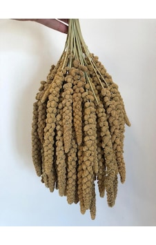 Sarı Dal Darı- 2kg-Kuş Yemi Sarı Dal Darı- 2kg-Kuş Yemi
