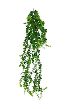 Yapay Çiçek Sarkan Okaliptus Şimşir Yapay Sarmaşık Sarkan Çiçek 90cm Yeşil Yapay Çiçek Sarkan Okaliptus Şimşir Yapay Sarmaşık Sarkan Çiçek 90cm Yeşil