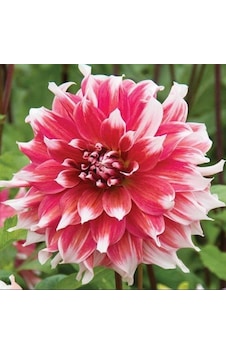 Büyük Çiçekli Frost Nip Yıldız Dahlia Çiçeği Soğanı Yumrusu 1 Adet Kopya Büyük Çiçekli Frost Nip Yıldız Dahlia Çiçeği Soğanı Yumrusu 1 Adet Kopya