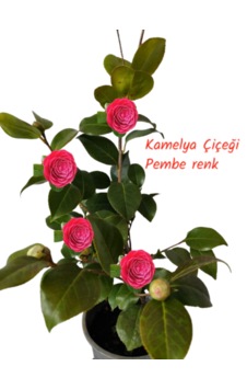 Kamelya Çiçeği Camellia Japonica Pembe Renk 70-80 Cm Kamelya Çiçeği Camellia Japonica Pembe Renk 70-80 Cm