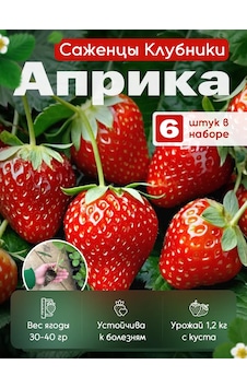 Aprica Çilek Fidanı Fidesi 6 Ad