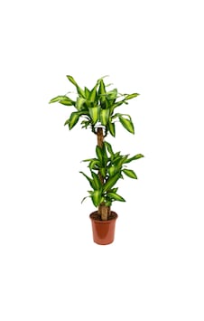 3 Gövdeli Dracaena Massengena Bitkisi 130-150cm 3 Gövdeli Dracaena Massengena Bitkisi 130-150cm