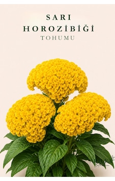 Sarı Horozibiği Çiçeği Tohumu 25 Ad Çiçek Tohumu Sarı Horozibiği Çiçeği Tohumu 25 Ad Çiçek Tohumu