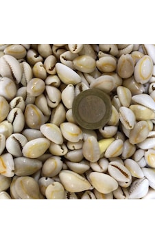 Tahtakale Toptancı Cyprea Annulus -kavrulmuş Kiloluk Deniz Kabuğu 1 Kg
