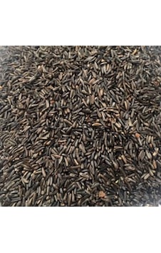 Nijer Tohumu 250 Gr Kuşlar için Nijer Tohum Yemi Kızıştırıcı Yem Nijer Tohumu 250 Gr Kuşlar için Nijer Tohum Yemi Kızıştırıcı Yem