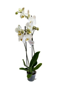 Phalaenopsis Orkide , Çift Dallı Orkide 60-80cm Arası Boyunda, Beyaz - 48358812 Phalaenopsis Orkide , Çift Dallı Orkide 60-80cm Arası Boyunda, Beyaz - 48358812