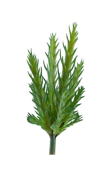Yapay İğne Yapraklı Kaktüs Sukulent Dalı Açık Yeşil 16 Cm-10926 Yapay İğne Yapraklı Kaktüs Sukulent Dalı Açık Yeşil 16 Cm-10926