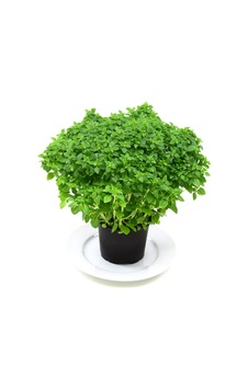 Tohumbaba Fesleğen Tohumu Top Fesleğen Pakette 30 Adet Tohum Tohumbaba Fesleğen Tohumu Top Fesleğen Pakette 30 Adet Tohum