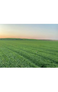 İtalyan Çimi Süt Otu İthal Reygras Tohumu 5 Kg 1 İtalyan Çimi Süt Otu İthal Reygras Tohumu 5 Kg 1