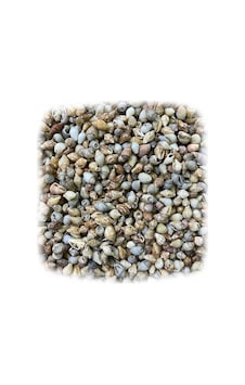 Nassa Shell Kiloluk Deniz Kabuğu 500 GR Yerli Nassa Shell Kiloluk Deniz Kabuğu 500 GR Yerli