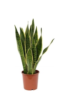 Kılıç Çiçeği Paşa Kılıcı Sansevaria Ev Bitkisi Salon Bitkisi 20 Cm. Kılıç Çiçeği Paşa Kılıcı Sansevaria Ev Bitkisi Salon Bitkisi 20 Cm.