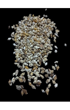 Deniz Kabukları 100 Gr No-17-nassashel2