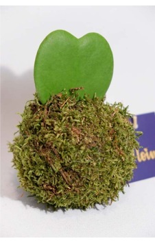 Kokedama Hoya Keri Kokedama Hoya Keri